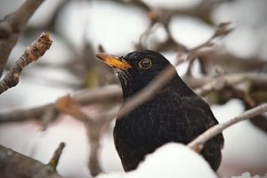 Help onze vogels in de winter