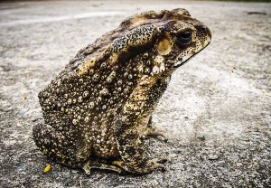 Help bij de paddenoverzet