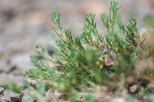 Werkgroep planten Antwerpen Noord