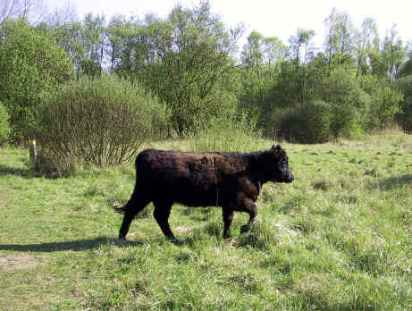 Galloways terug van weg geweest in Het Rood