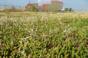 De Antwerpse Haven natuurlijker