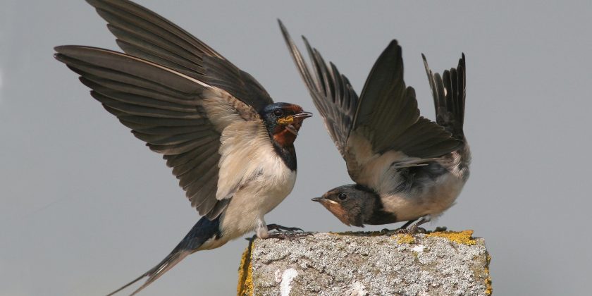 Cursus vogeltrek