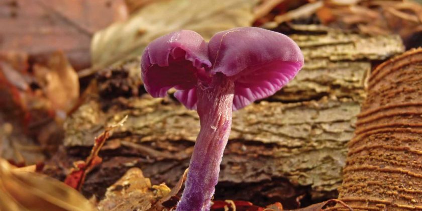 Cursus paddenstoelen – voor gevorderden