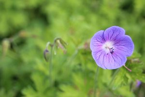 Werkgroep planten Noorderkempen