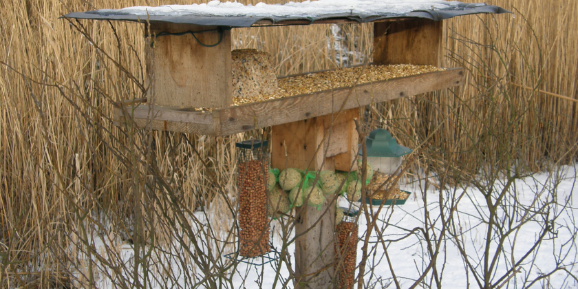 Vogels voeden – in de Kuifeend en elders