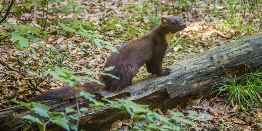 Natuurpunt Antwerpen Noord & Kempen werkt mee aan het marternetwerk van het  INBO