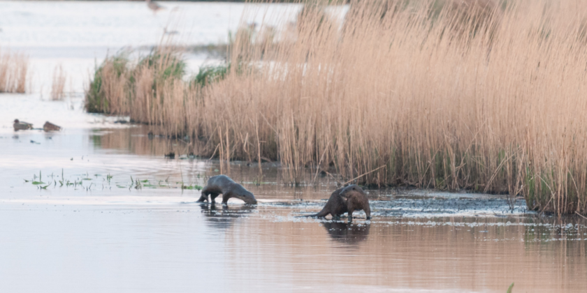 Otter in de regio van de Antitankgracht?