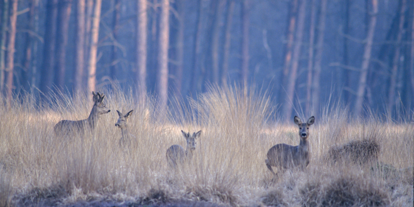 Week van het Bos