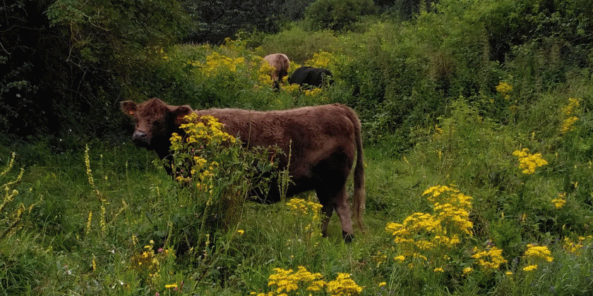 Galloway runderen helpen in onze natuurgebieden