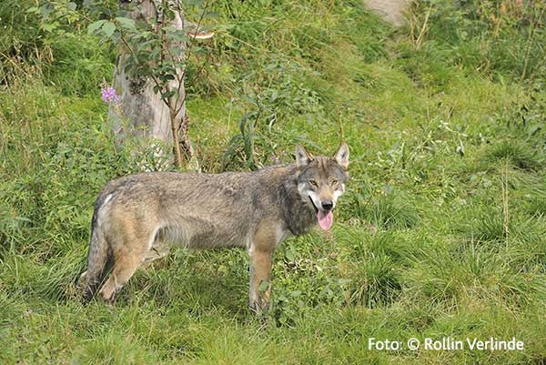 De wolf … een sprookje?