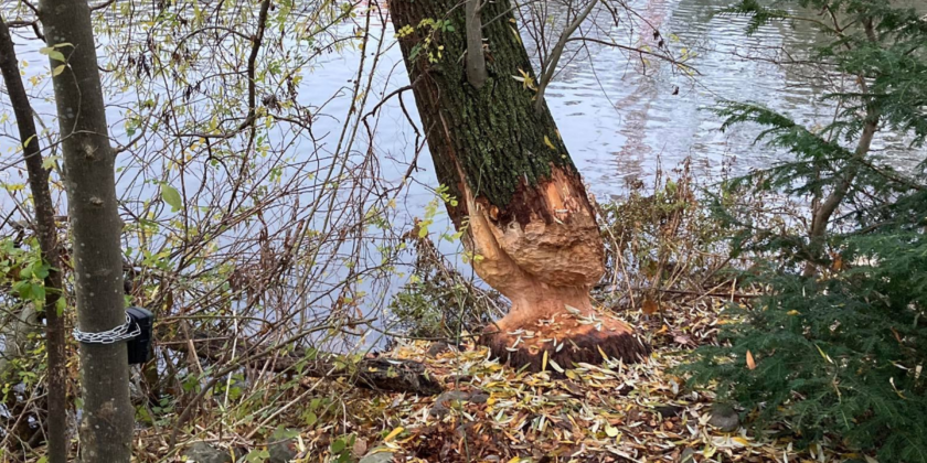 Sporen van bever gespot in Noordkasteel