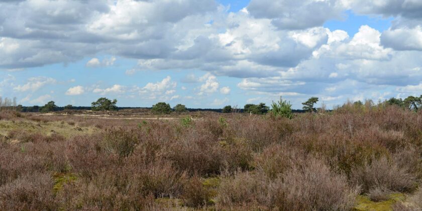 Nationaal Park Kalmthoutse heide: een grote kans voor alle partijen